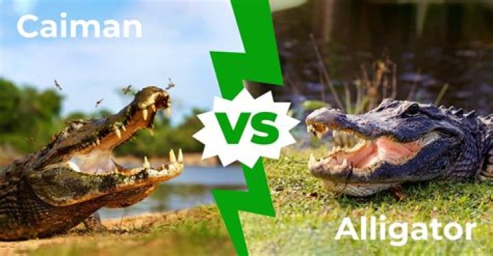 What is the difference between a caiman and an alligator?