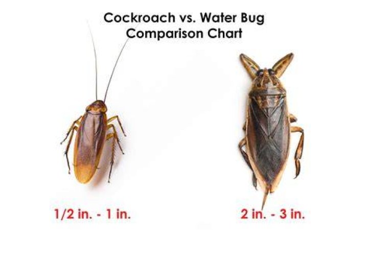 What is the difference between a cockroach?