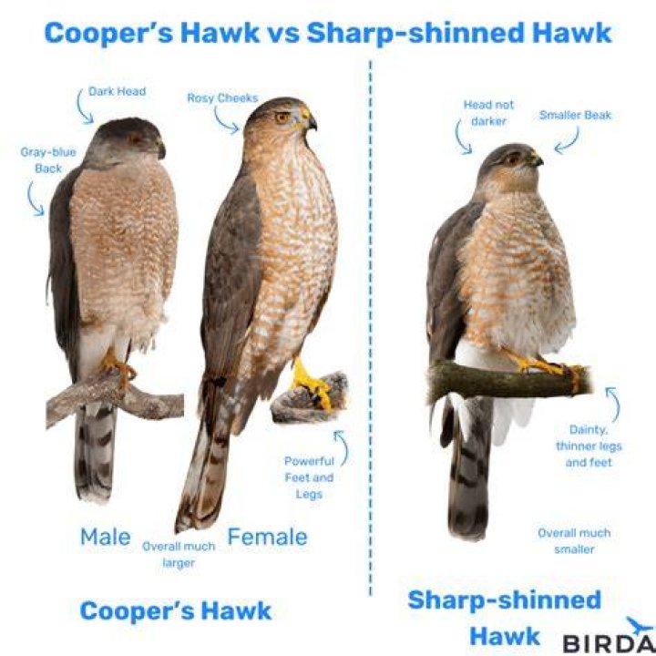 What is the difference between a Cooper's hawk and a sharp shinned hawk?