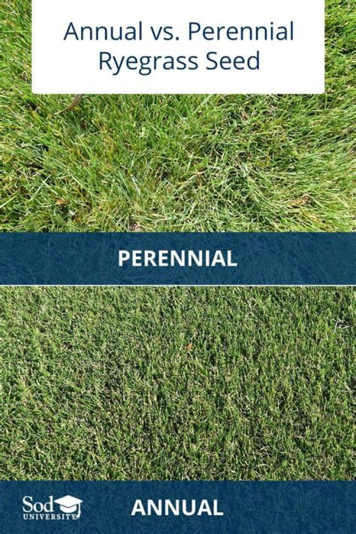 What is the difference between annual and perennial grass seed?