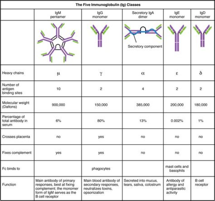 What is the difference between antibodies and immunoglobulins?