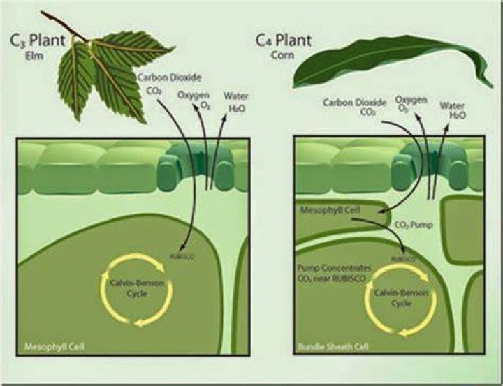 What is the difference between c3 and c4 photosynthesis?