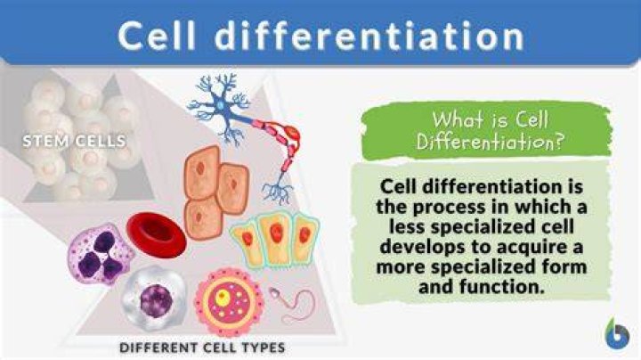 What is the difference between cell specialization and cell differentiation?