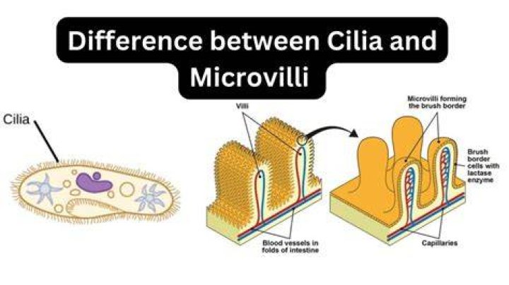 What is the difference between cilia and microvilli?