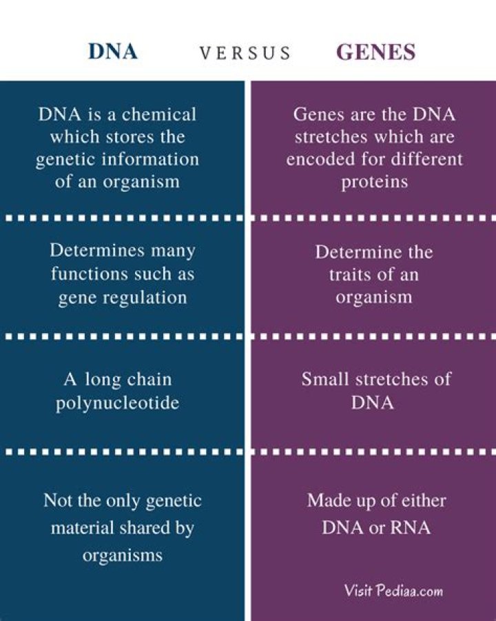 What is the difference between DNA chromosomes and genes?