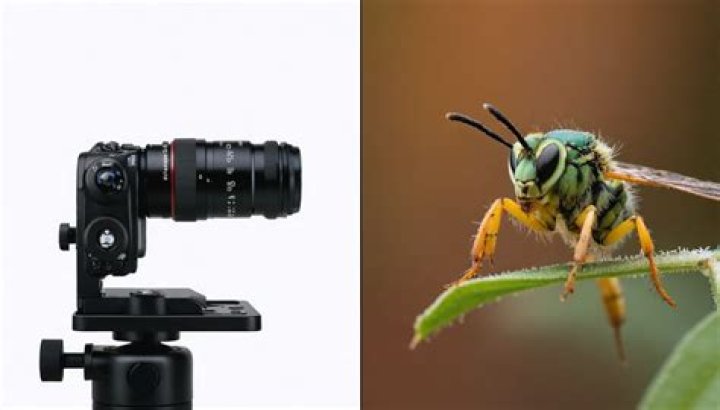 What is the difference between macro and close up photography?