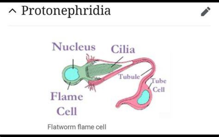 What is the difference between Protonephridia and Metanephridia?