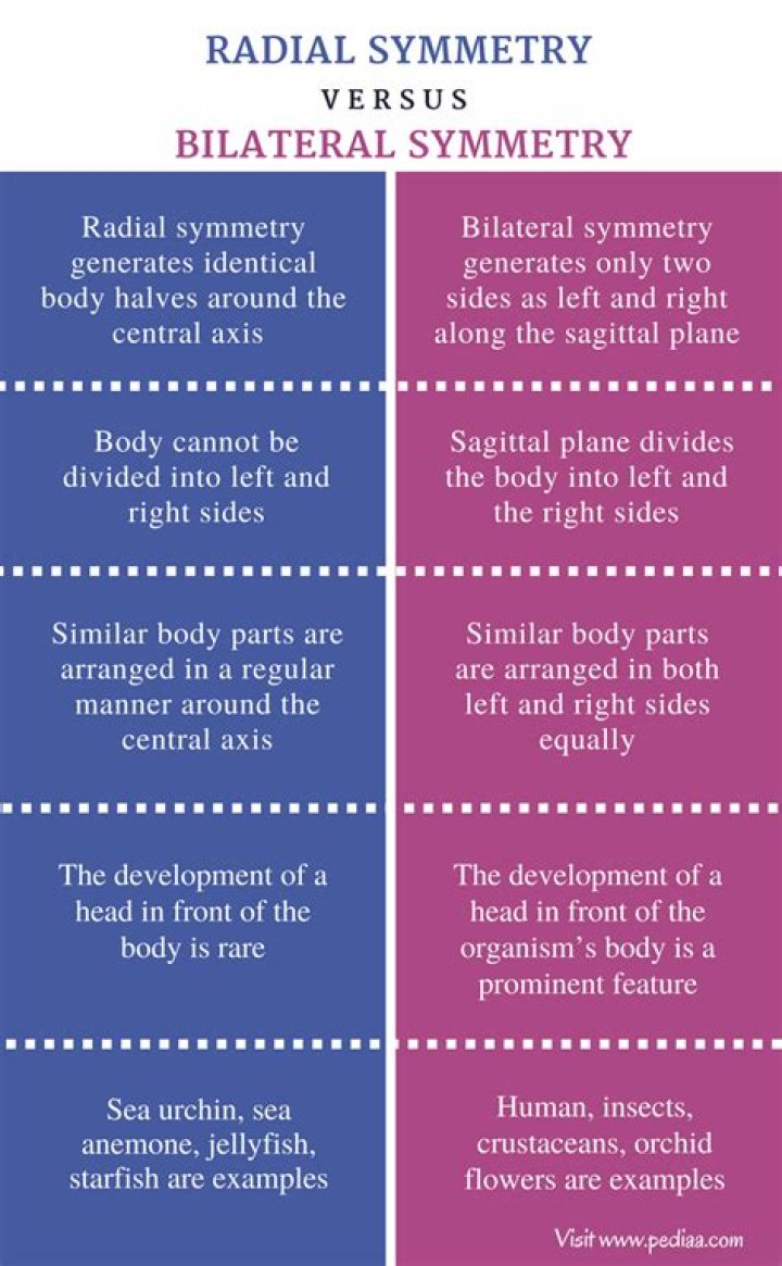 What is the difference between radial and bilateral symmetry?