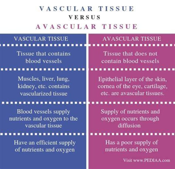 What is the difference between vascular and avascular tissue?