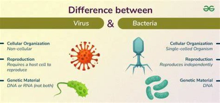 What is the difference structurally and biologically between bacteria and viruses?