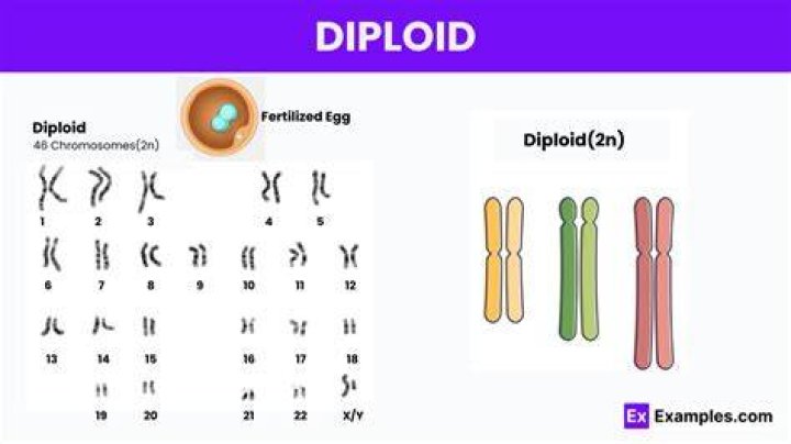 What is the diploid number for a dog?