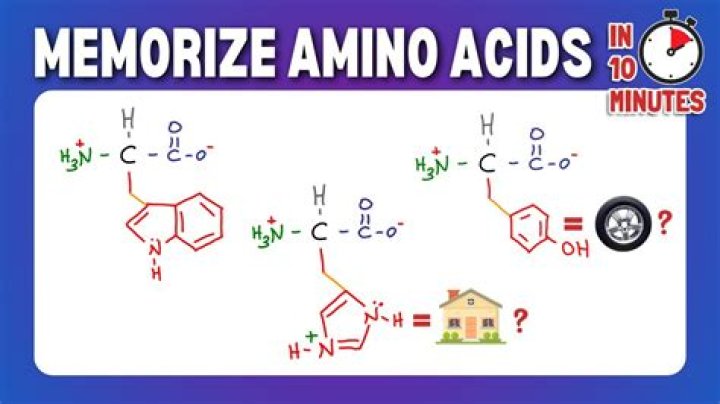 What is the easiest way to memorize the 20 amino acids?