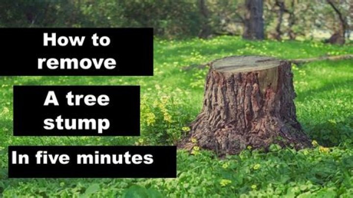 What is the easiest way to remove a tree stump?