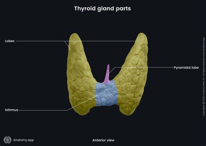 What is the excision of the thyroid gland called?
