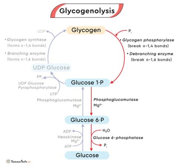 What is the function of Glycogenesis?