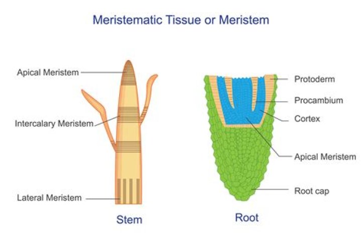 What is the function of meristems where are they located?