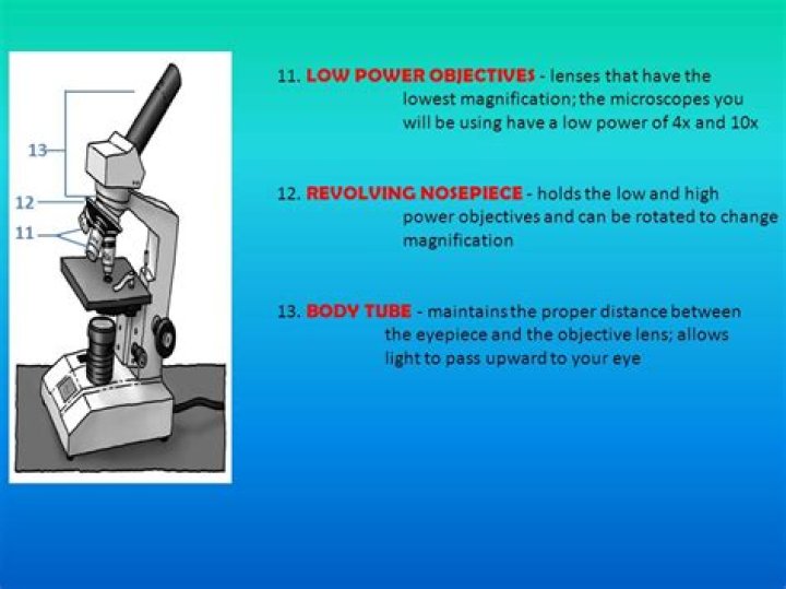 What is the function of the low power objective on a microscope?
