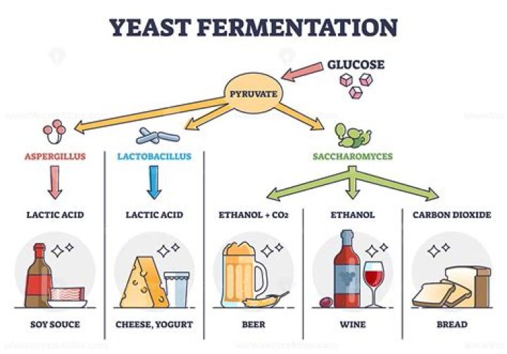 What is the function of yeast suspension?