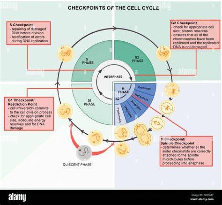 What is the g1 checkpoint?
