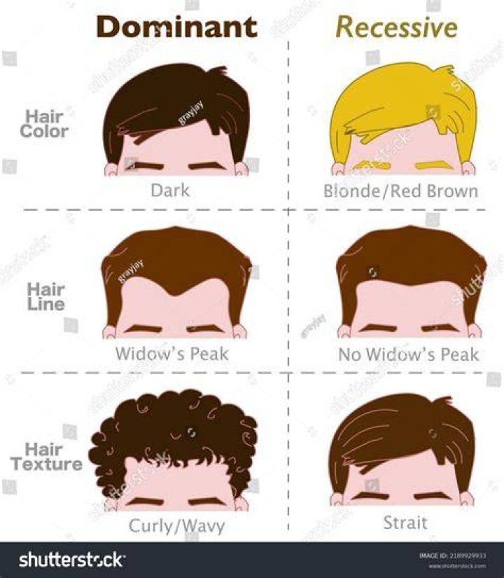 What is the genotype of a male who is homozygous recessive for hair color?