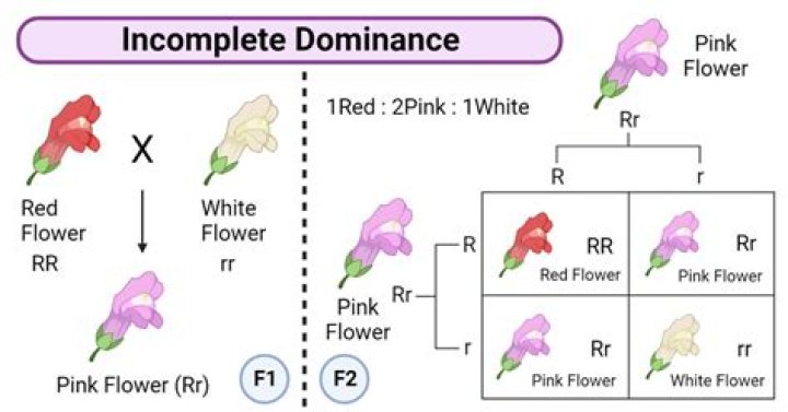 What is the genotype of incomplete dominance?