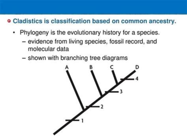 What is the goal of Cladistics?
