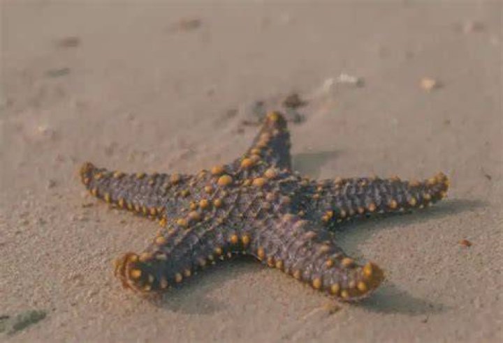 What is the habitat of a starfish?