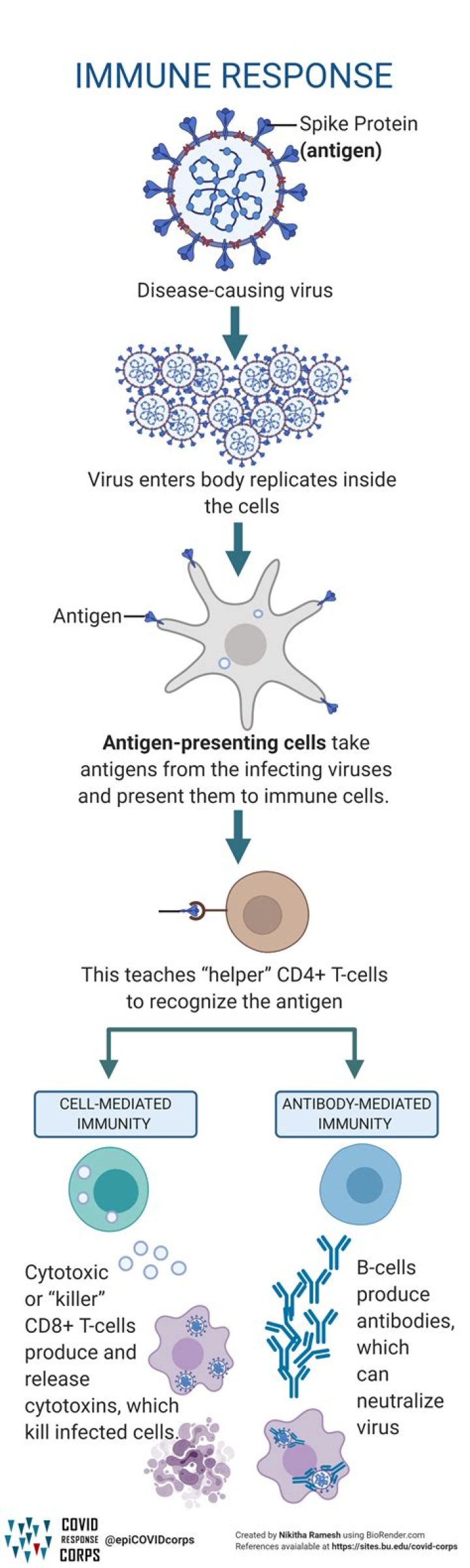 What is the immune response to vaccination?