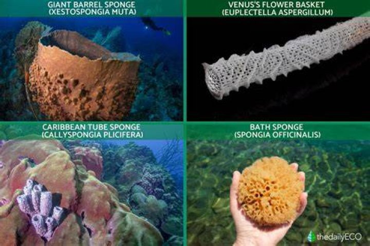 What is the importance of porifera?