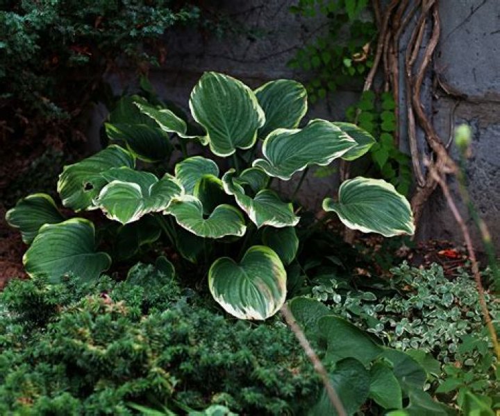 What is the largest hosta?