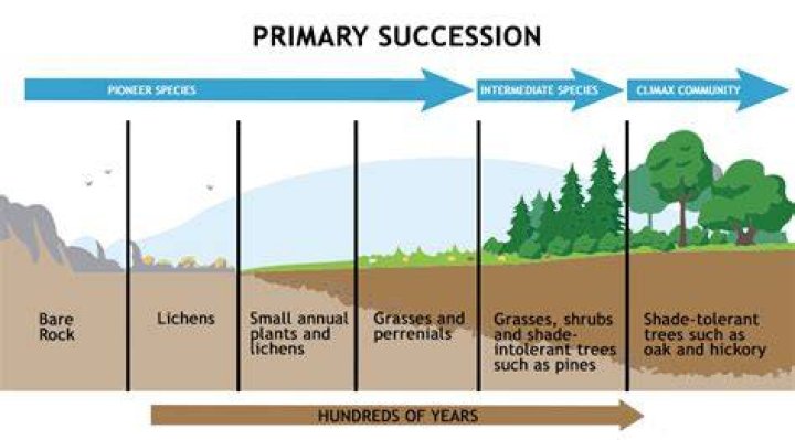 What is the last stage of succession?