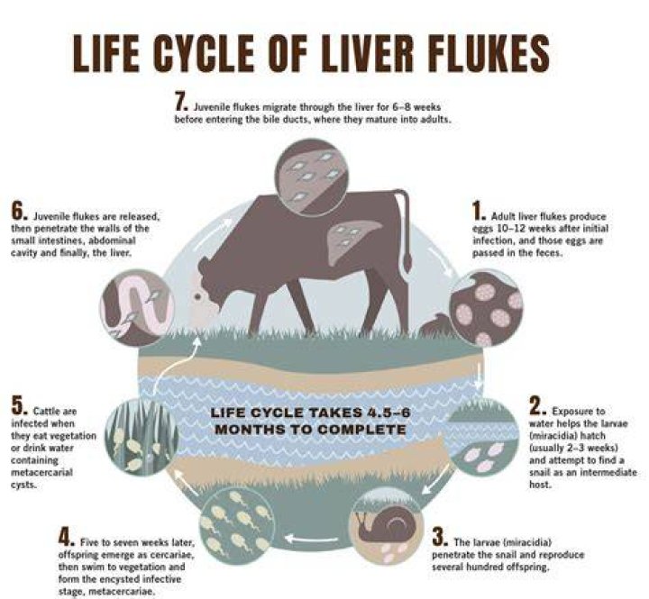 What is the life cycle of a liver fluke?