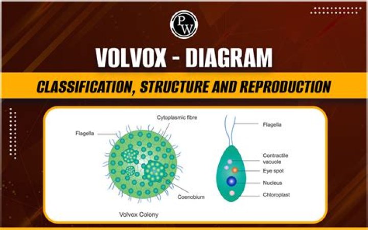 What is the life cycle of Volvox?