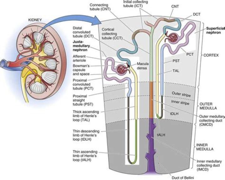 What is the long convoluted tube where chemical digestion is completed?