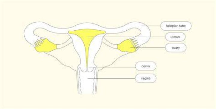What is the main female reproductive organ?