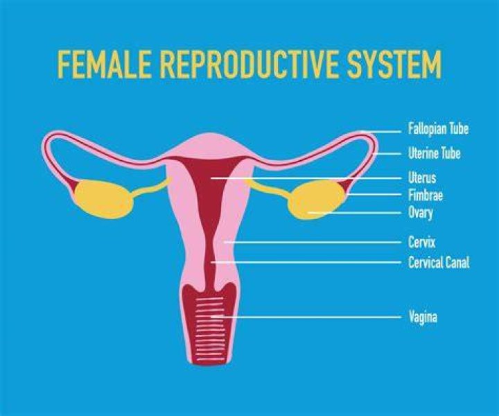 What is the main organ of the female reproductive system?