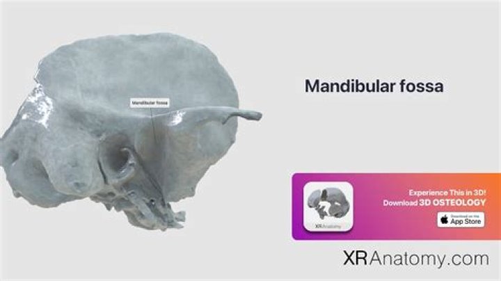 What is the mandibular fossa?