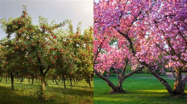 What is the meaning of a cherry tree?