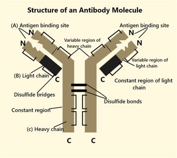 What is the molecular structure of an antibody?