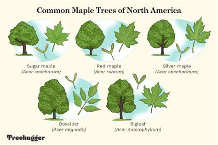 What is the most common maple tree?