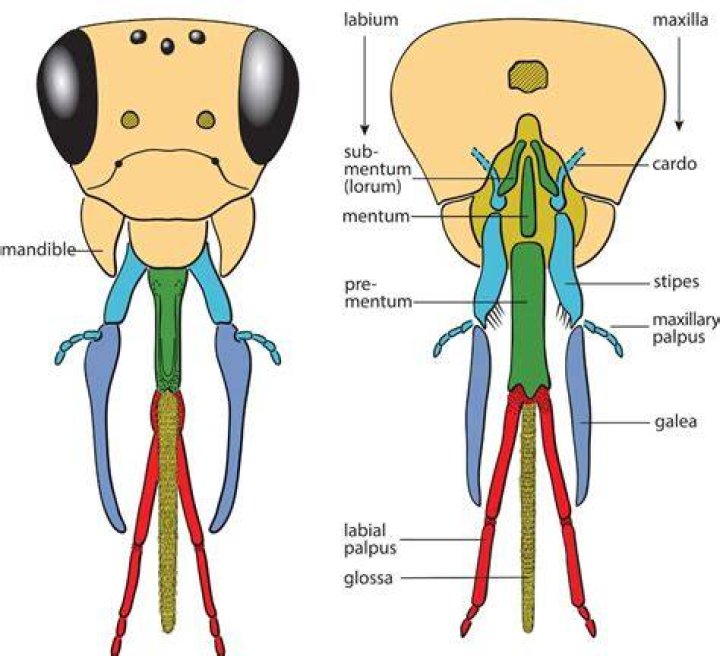 What is the mouth part of a butterfly called?