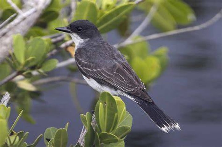 What is the name of a bird expert?
