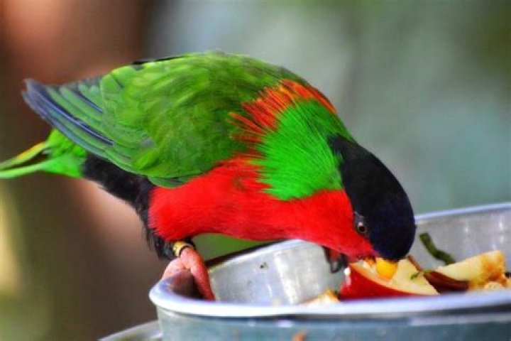 What is the national animal of Fiji?
