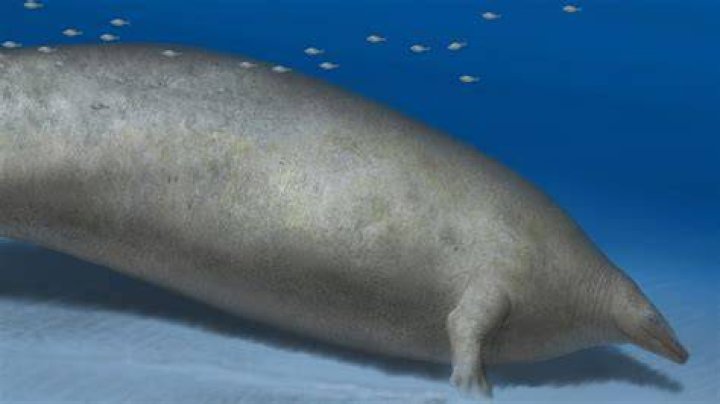 What is the oldest animal that has ever lived?