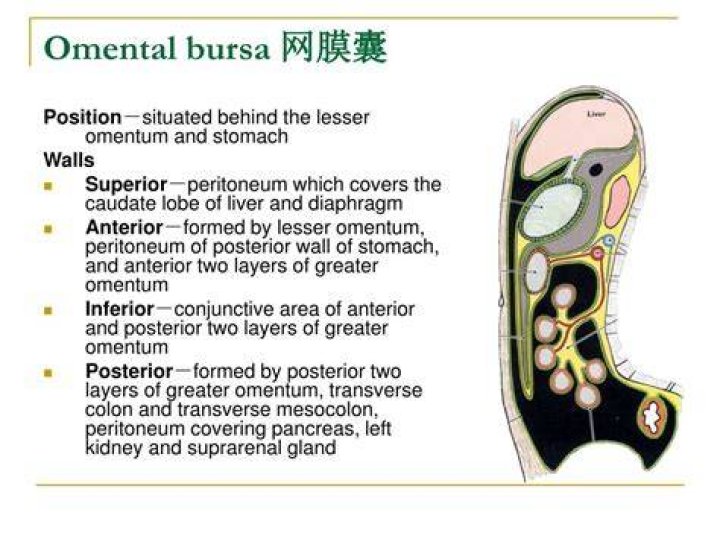 What is the omental bursa?