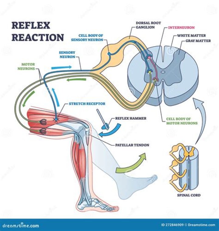 What is the primary function of a stretch reflex?