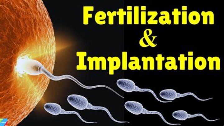 What is the process of fertilization and implantation?