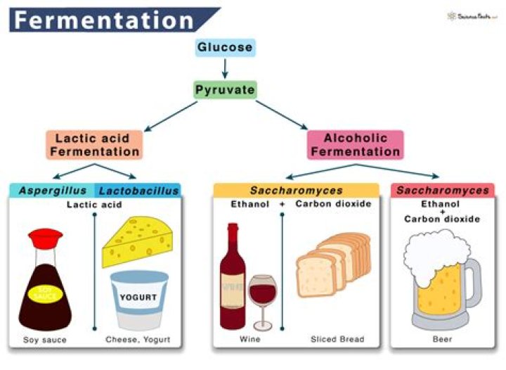 What is the purpose of carbohydrate fermentation?