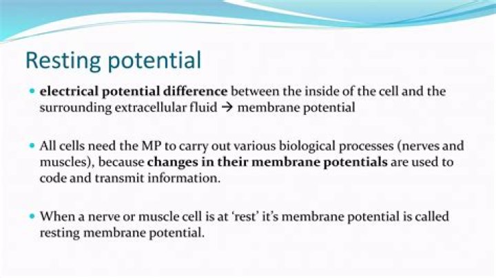 What is the resting membrane potential quizlet?