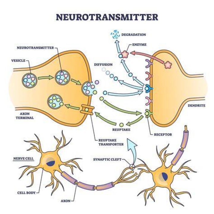 What is the reuptake of a neurotransmitter?